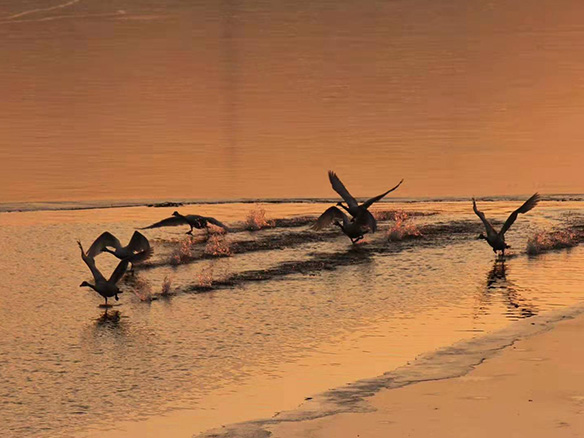 412MW！錦州陽光獲國電投青海高效雙面組件訂單